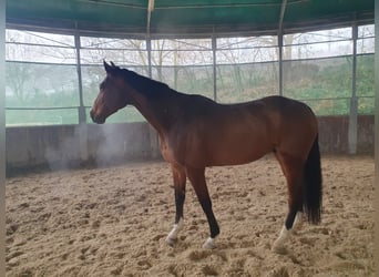 Francés de silla (Selle francais), Caballo castrado, 9 años, 173 cm, Castaño