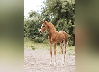 Francés de silla (Selle francais), Semental, 1 año, 165 cm, Alazán-tostado