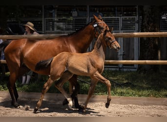 Francés de silla (Selle francais), Semental, 1 año, Alazán