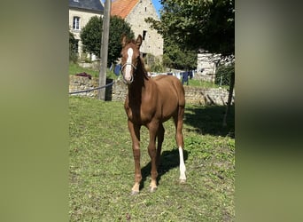 Francés de silla (Selle francais), Semental, 1 año, Alazán