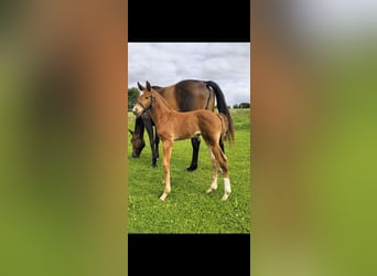 Francés de silla (Selle francais), Semental, 1 año, Alazán-tostado