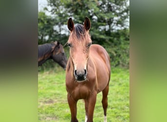 Francés de silla (Selle francais), Semental, 1 año, Castaño