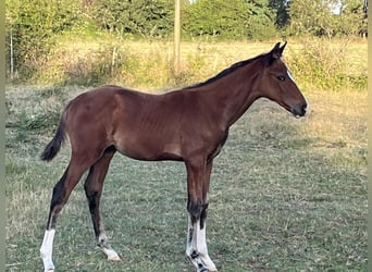 Francés de silla (Selle francais), Semental, 1 año, Castaño