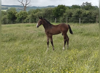 Francés de silla (Selle francais), Semental, 1 año, Castaño oscuro