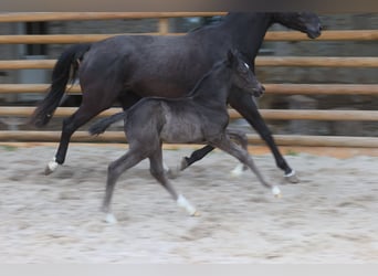 Francés de silla (Selle francais), Semental, 1 año, Negro