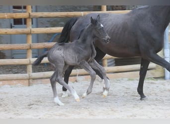 Francés de silla (Selle francais), Semental, 1 año, Negro