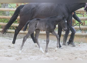 Francés de silla (Selle francais), Semental, 1 año, Negro