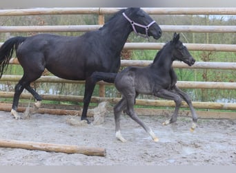 Francés de silla (Selle francais), Semental, 1 año, Negro