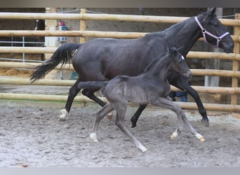 Francés de silla (Selle francais), Semental, 1 año, Negro