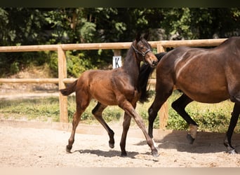 Francés de silla (Selle francais), Semental, 1 año, Negro