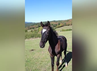 Francés de silla (Selle francais), Semental, 2 años, 165 cm, Negro