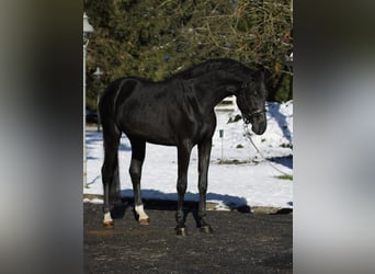 Francés de silla (Selle francais), Semental, 2 años, 168 cm, Negro