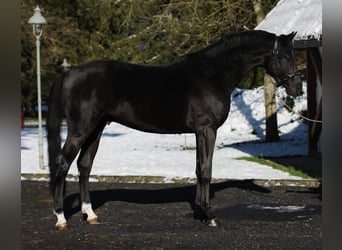 Francés de silla (Selle francais), Semental, 2 años, 168 cm, Negro