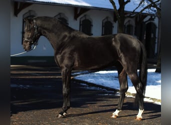 Francés de silla (Selle francais), Semental, 2 años, 168 cm, Negro