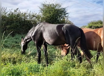 Francés de silla (Selle francais), Semental, 3 años, 170 cm, Morcillo