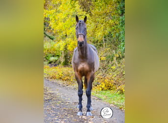 Francés de silla (Selle francais), Semental, 4 años, 168 cm, Morcillo