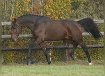 Francés de silla (Selle francais), Semental, 34 años, 176 cm, Castaño oscuro