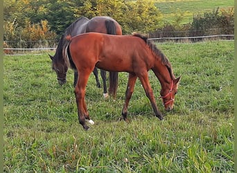 Francés de silla (Selle francais), Semental, Potro (05/2024), 130 cm, Castaño