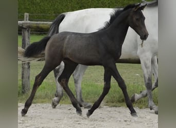 Francés de silla (Selle francais), Semental, Potro (07/2024), 140 cm, Castaño