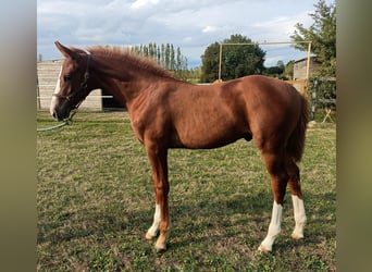 Francés de silla (Selle francais), Semental, Potro (05/2024), Alazán