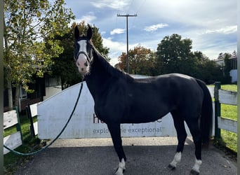 Francés de silla (Selle francais), Yegua, 10 años, 164 cm, Negro