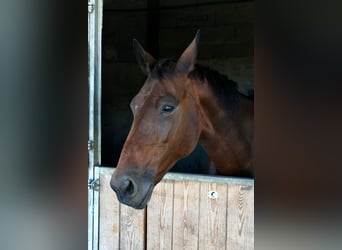 Francés de silla (Selle francais), Yegua, 12 años, Castaño oscuro