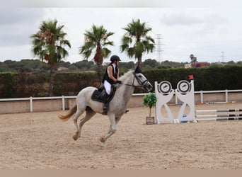 Francés de silla (Selle francais), Yegua, 13 años, 168 cm, Tordo