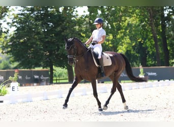 Francés de silla (Selle francais), Yegua, 13 años, 170 cm, Negro