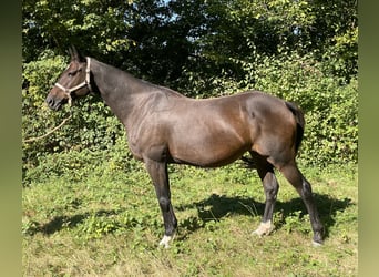 Francés de silla (Selle francais), Yegua, 14 años, 173 cm, Castaño oscuro