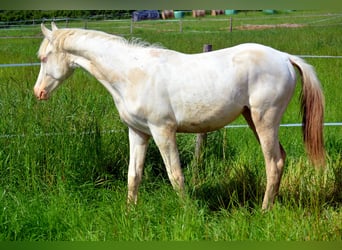 Francés de silla (Selle francais), Yegua, 1 año, 160 cm, Perlino