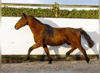 Francés de silla (Selle francais), Yegua, 21 años, 165 cm, Castaño