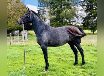 Francés de silla (Selle francais), Yegua, 3 años, 165 cm, Tordo