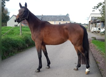 Francés de silla (Selle francais), Yegua, 3 años, 169 cm, Castaño