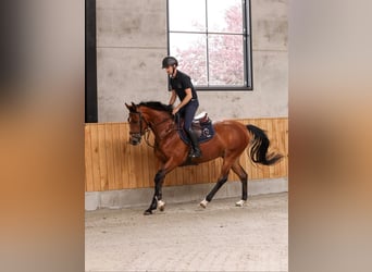 Francés de silla (Selle francais), Yegua, 4 años, 161 cm, Castaño rojizo