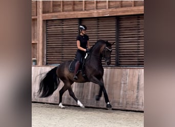 Francés de silla (Selle francais), Yegua, 4 años, 165 cm, Castaño