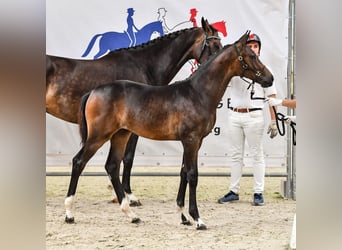 Francés de silla (Selle francais), Yegua, 4 años, 165 cm, Castaño