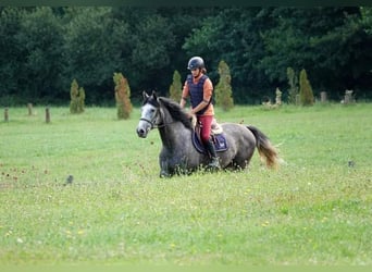 Francés de silla (Selle francais), Yegua, 4 años, 165 cm, Tordo