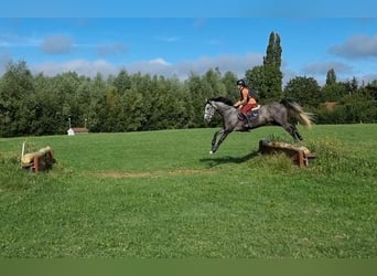 Francés de silla (Selle francais), Yegua, 4 años, 165 cm, Tordo