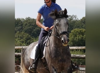 Francés de silla (Selle francais), Yegua, 4 años, 165 cm, Tordo