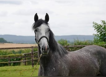 Francés de silla (Selle francais), Yegua, 4 años, 165 cm, Tordo