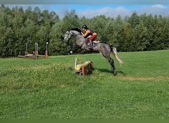 Francés de silla (Selle francais), Yegua, 4 años, 165 cm, Tordo