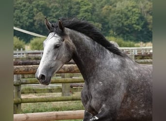 Francés de silla (Selle francais), Yegua, 4 años, 165 cm, Tordo