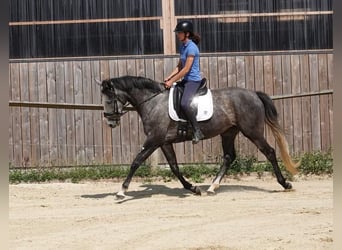 Francés de silla (Selle francais), Yegua, 4 años, 165 cm, Tordo