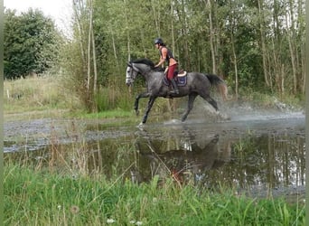 Francés de silla (Selle francais), Yegua, 4 años, 165 cm, Tordo