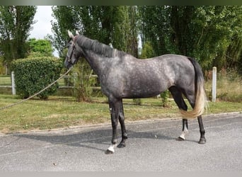 Francés de silla (Selle francais), Yegua, 4 años, 165 cm, Tordo