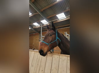 Francés de silla (Selle francais), Yegua, 4 años, 170 cm, Castaño oscuro