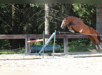 Francés de silla (Selle francais), Yegua, 4 años, 173 cm, Sabino