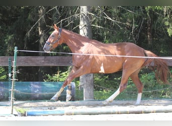 Francés de silla (Selle francais), Yegua, 4 años, 173 cm, Sabino