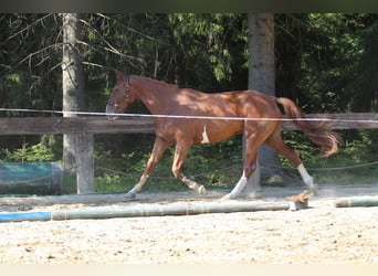 Francés de silla (Selle francais), Yegua, 4 años, 173 cm, Sabino