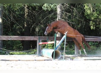 Francés de silla (Selle francais), Yegua, 4 años, 173 cm, Sabino